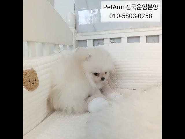 동탄강아지분양 포메라니안분양  #강아지분양  #강아지 #포메 #포메라니안 #포메라니안분양