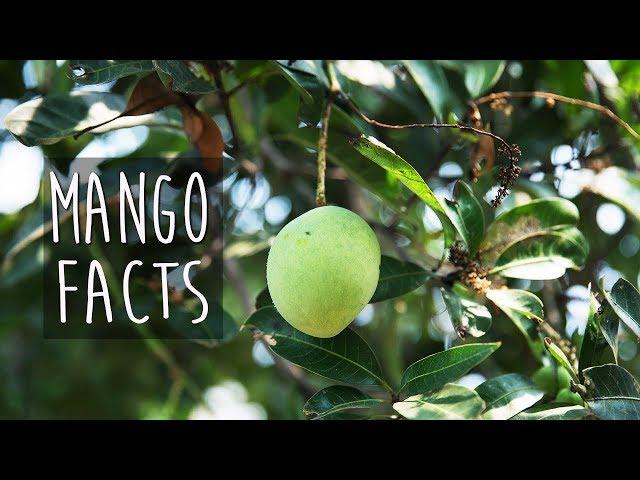 Mango Tree, Cool Facts!