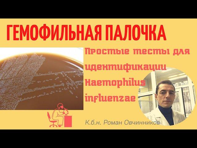 Гемофильная палочка - простые тесты для идентификации Haemophilus influenzae (кбн Роман Овчинников)
