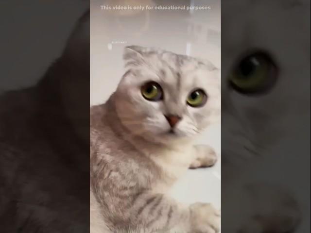 SMART CAT