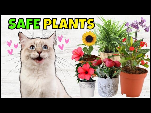 17 Common Houseplants That Are NON-TOXIC To Cats