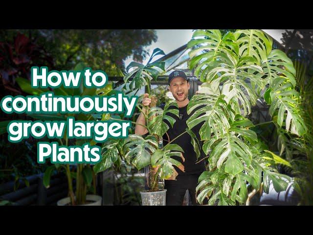 HOW TO MATURE YOUR MONSTERA DESPITE CUTTING IT - quick chop & extend tutorial