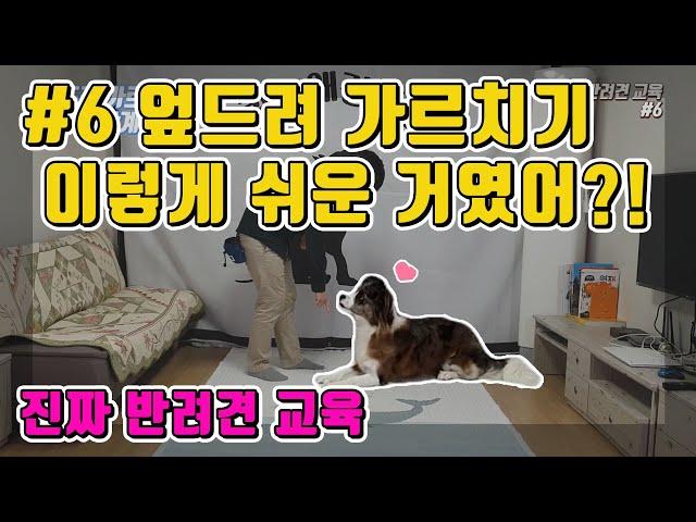 엎드려를 가르치는 가장 좋은 방법! #강아지훈련 #진짜반려견교육6