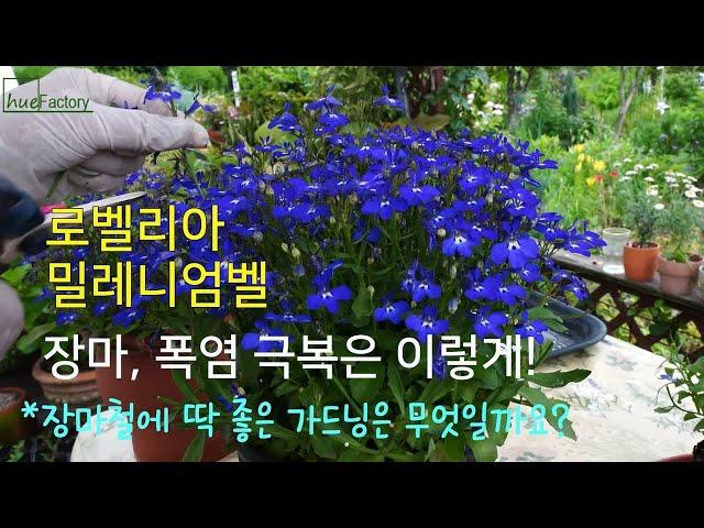 로벨리아, 밀레니엄벨 장마철, 폭염에 살아 남기는 법/장마철이 효과적인 가드닝 tips/그래도 화양연화 여름정원/장마철 손쉬운 번식법/Summer garden/