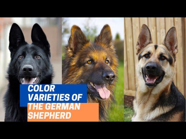 10 Different German Shepherd Coat Colors