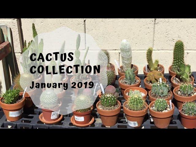 Cactus Collection Jan. 2019 and an Introduction of this New Channel