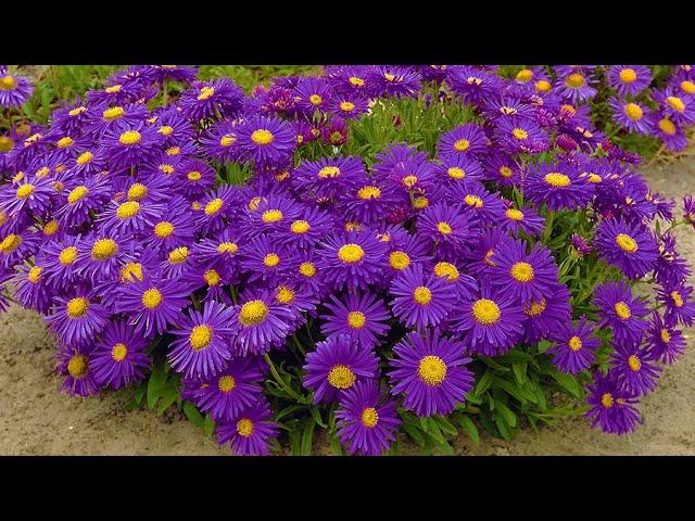 How to Plant Ground Cover Perennials: Summer Garden Guide