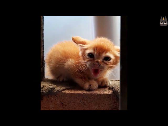 Adorable Kittens Who Are Angry! (A Compilation)