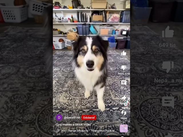 dog makes a tiktok video