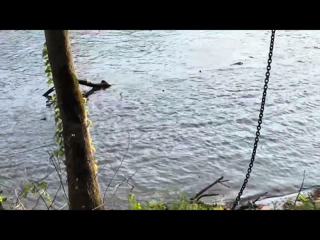 Pulling logs out of the Grand River