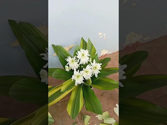 merangkai bunga sederhana