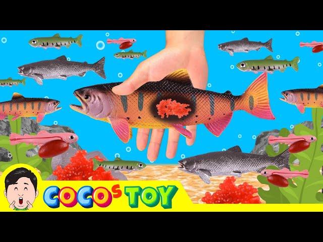 The salmon was my friend｜Life Exploration, Animals name, Kidstoon｜CoCosToy