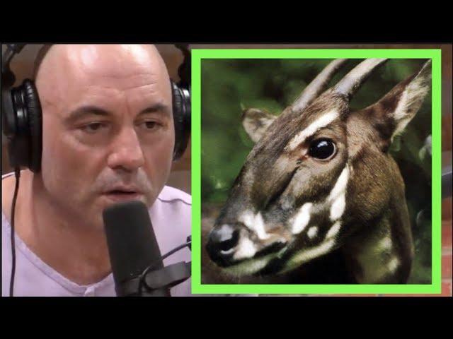 Giant Sloths & Asian Unicorns | Joe Rogan & Forrest Galante