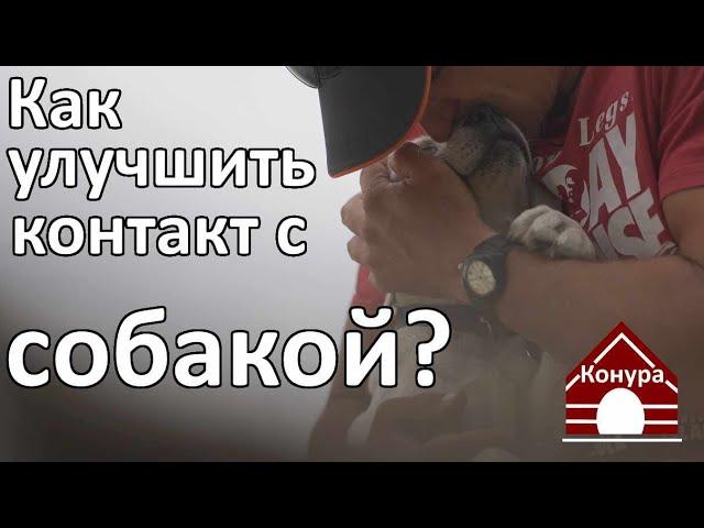 Контакт с собакой  что это такое и как его улучшить?