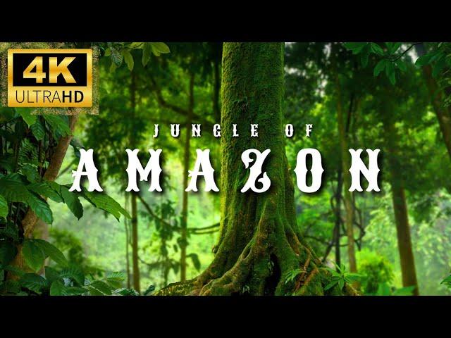 Amazon Rainforest 4K - Wild Wonders of the Jungle - Nature's Hidden Creatures - Relaxing Film