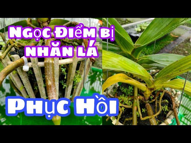 Cách phục Hồi Ngọc Điểm bị nhăn lá T342 #HoalanTuyenHa