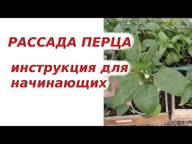 Я ДАЮ 100% ГАРАНТИЮ, что рассада перца у вас получится крепкой и красивой.