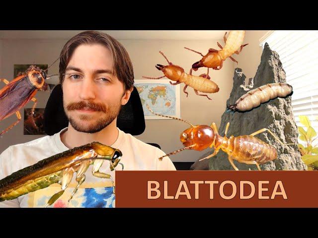 Blattodea: Roaches and Termites - Order Spotlight