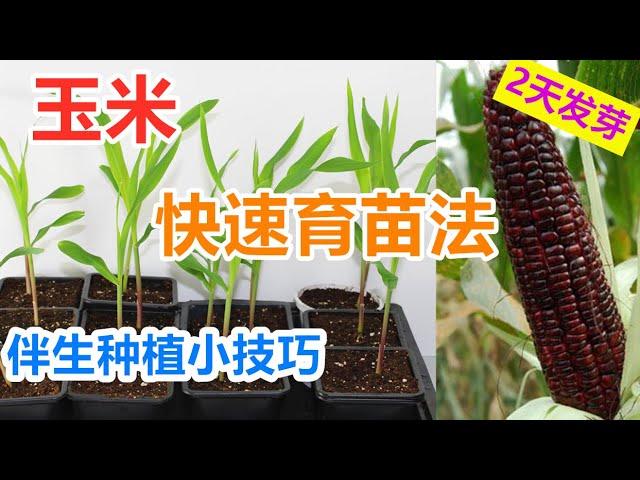 种玉米(从种子开始)催芽育苗, 伴生种植技巧, 2天快速发芽, 生长迅速 How to grow corn from seeds (English Subtitle)