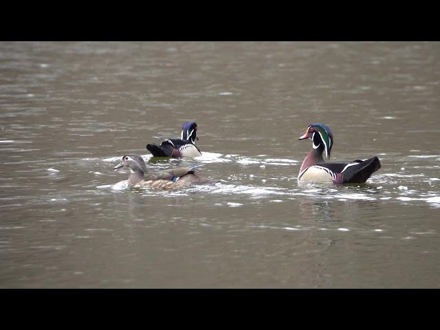 WoodDucks Fighting over Hen