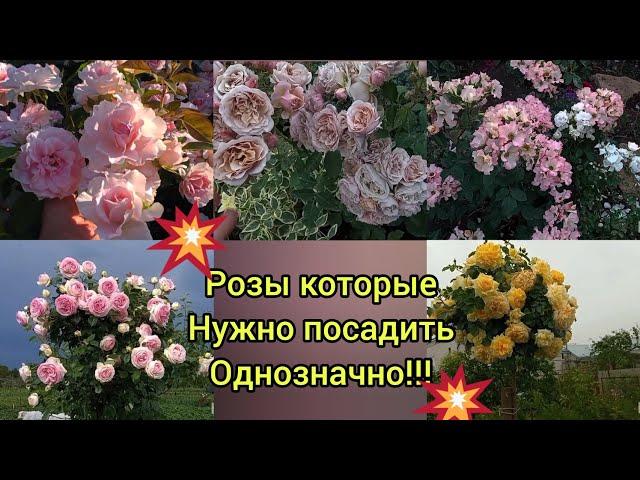 Эти РОЗЫ!!! Они просто необыкновенные ! Сорта с которыми точно не за что не расстанусь !