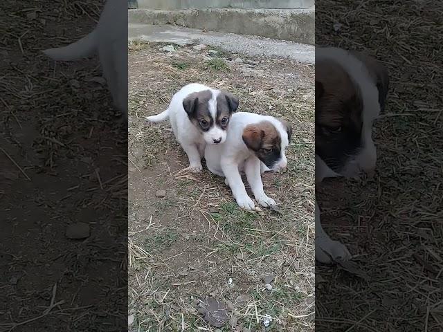 New Born Stray pups exploring surroundings | Mountain Village | Nature Buddies #uk #animals #shorts