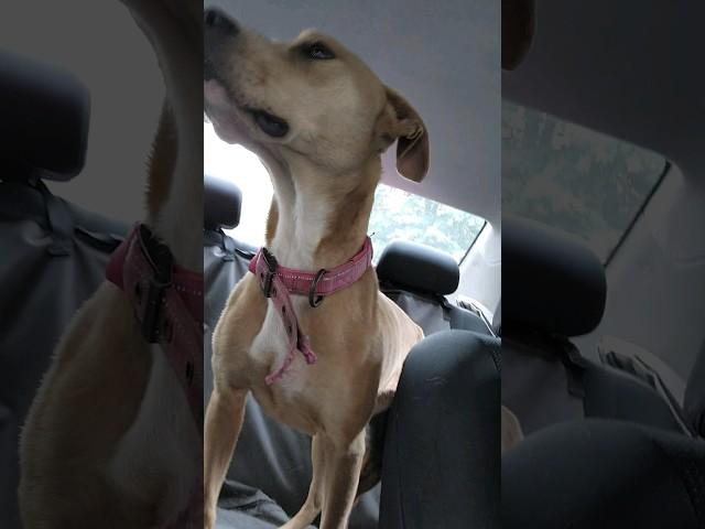 Helping Stray Dogs #dog #straydogs #rescue