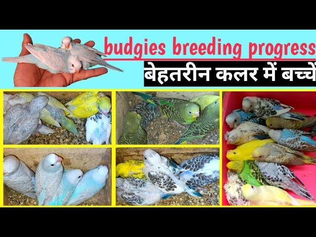 BIRDS BEAUTIFUL COLOUR || BUDGIES PARROT BREEDING PROGRESS || bajri toton ki lajawab breeding.