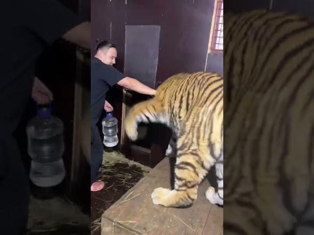 Налить тиграм воды это опасно!
