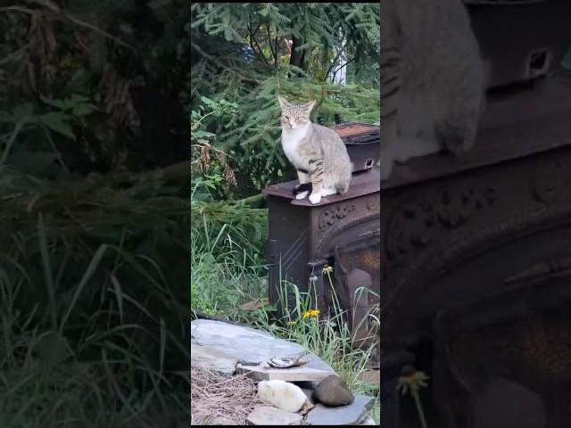 Basil reacts to noises in the barn