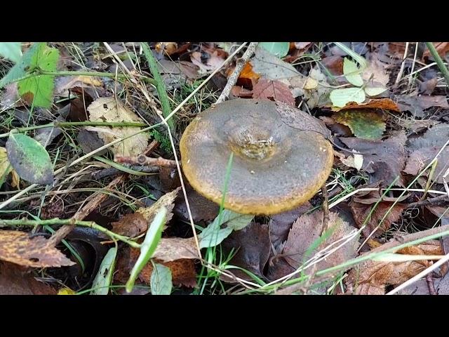 The Lovely...Ugly Milkcap fungi