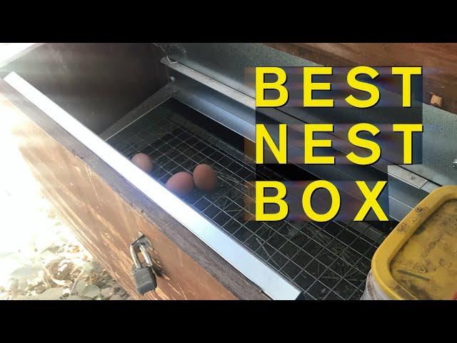 Best Chicken Nest Box - No Dirty, Broken or Eaten Eggs (Review)