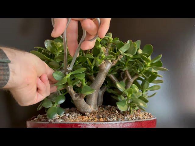 Pruning a “Two Hand” Jade Plant Bonsai Forest (Crassula Ovata)