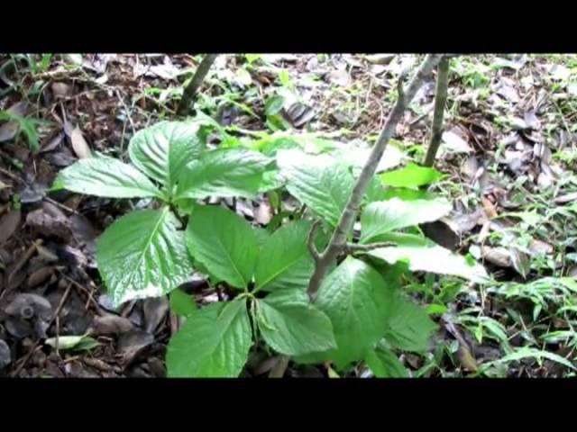 介紹藥用植物  及民間常用青草藥四葉蓮    別名：台灣及已，四大天王。