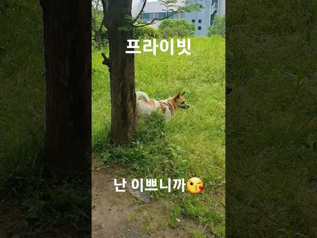 #프라이빗 #나만의 #절세미견