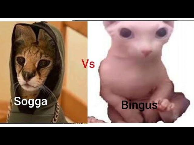 sogga vs the floppa team