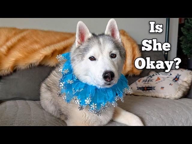 What's Wrong With Our Husky? Emergency Vet Visit Explained