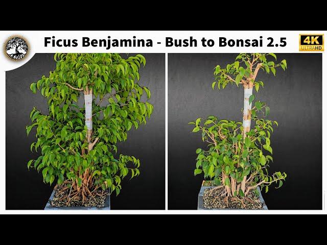 Ficus Benjamina - Bush to Bonsai 2.5