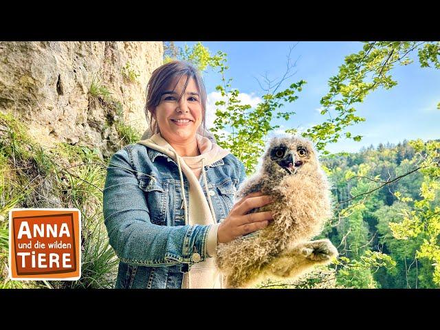 Juhu, Nachwuchs beim Uhu | Reportage für Kinder | Anna und die wilden Tiere