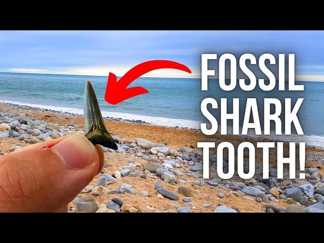 Unboxing 50 MILLION YEAR OLD Fossils! (Shark Teeth, Shells and more!)