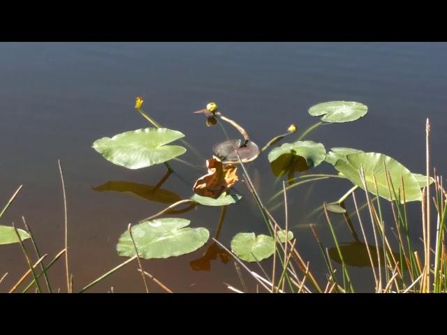 Fishing at Billy's Creek Fort Myers, Florida Fish and Alligator seen