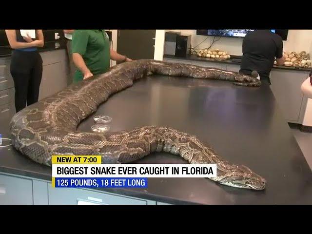 Largest Burmese python in Florida history discovered in the Everglades