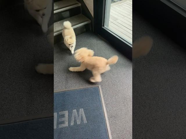 오랜만에 쫑이 봐서 초흥분… #강아지 #토이푸들 #강아지브이로그 #강아지일상 #poodle #산책 #반려견