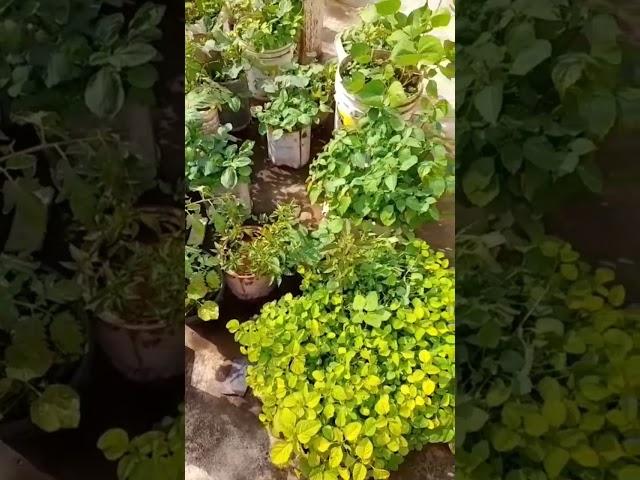 my organic farming # my terrace garden #my mini garden