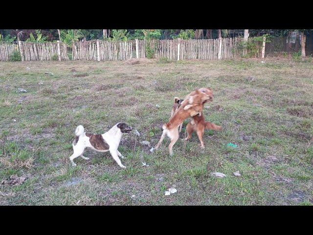 The bravest survive 2 vs 1 dog fight