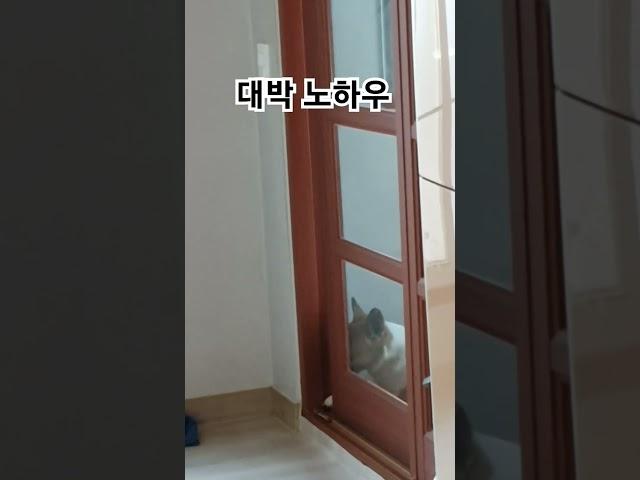 #대박노하우 #순간포착 #똑똑한강아지 #절세미견 #딱걸렸어
