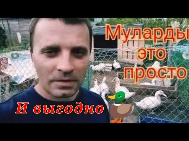 Выгодное Содержание мулардов. Утка в 48 дней. Сколько весит утка.