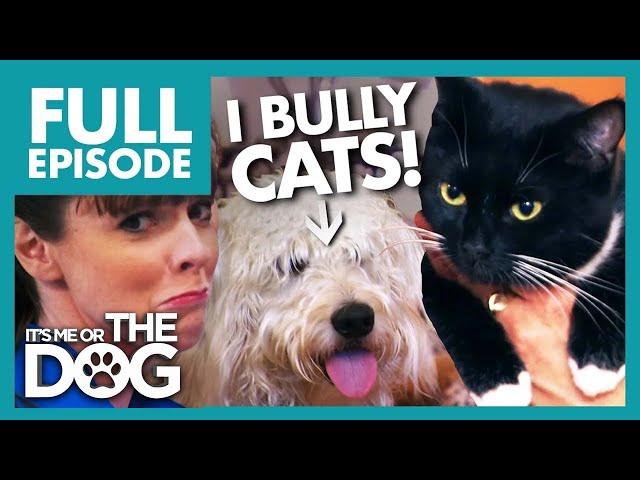 Victoria Shocked By Dog Bullying Owner And Cat | Full Episode | It's Me or The Dog