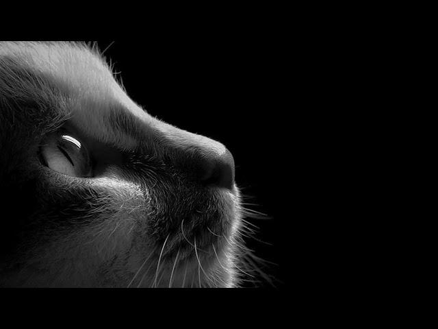 David Teie - Music for Cats