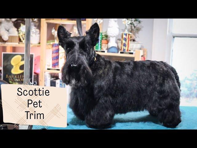 How to Do a Pet Scottie Trim | with Master Groomer